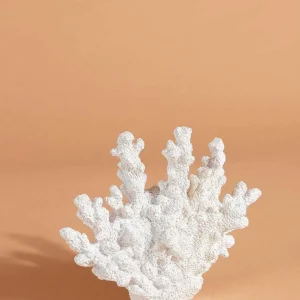 Carraig Donn HOME Coral Decor* Homeware