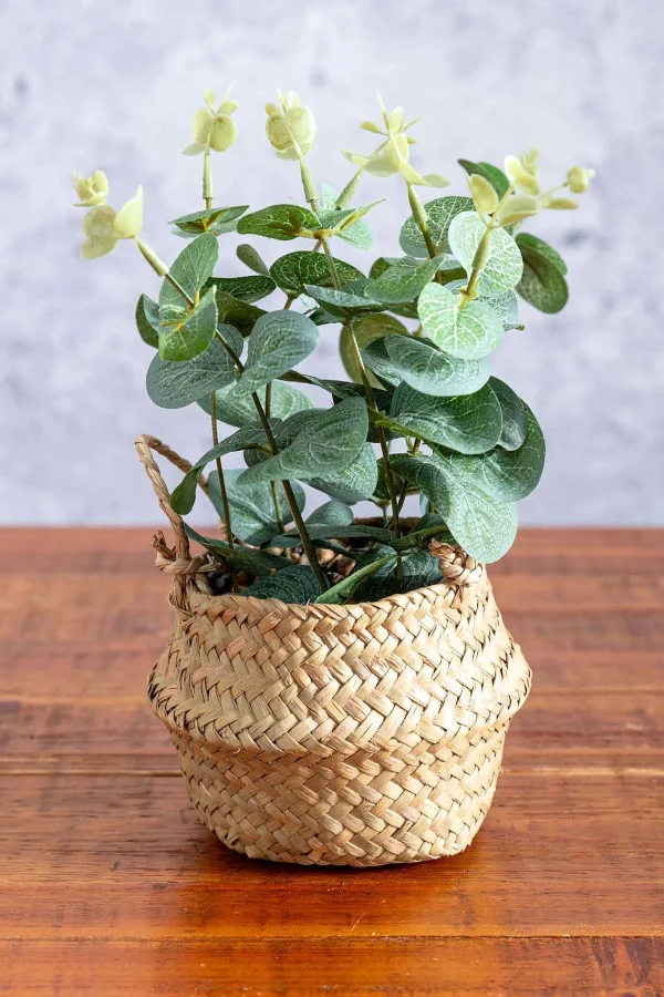 Carraig Donn HOME Eucalyptus In Basket* Homeware