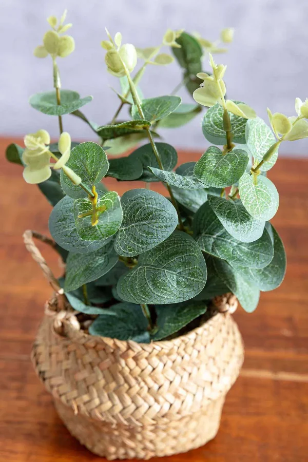 Carraig Donn HOME Eucalyptus In Basket* Homeware