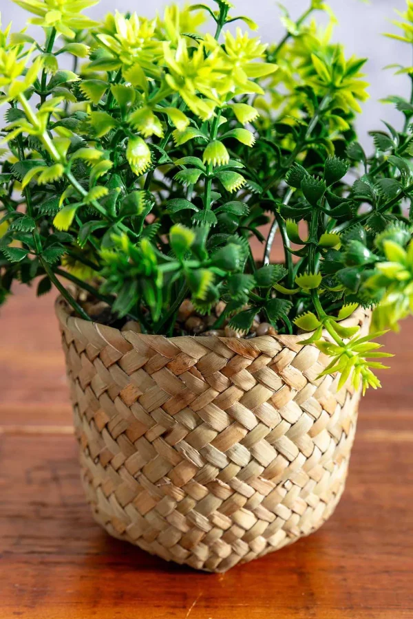 Carraig Donn HOME Fern Plant In Basket* Homeware