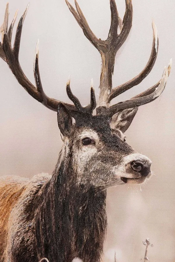 Carraig Donn HOME Stag Canvas Wall Art* Homeware